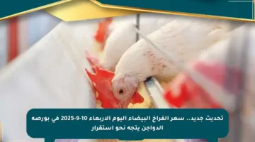 تحديث جديد.. سعر الفراخ البيضاء اليوم الأربعاء 10-9-2025 في بورصة الدواجن يتجه نحو استقرار